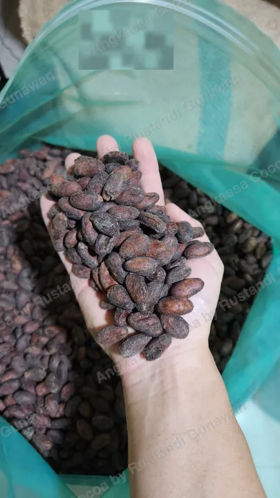 Tangan memegang segenggam biji kakao fermentasi di atas karung berisi biji.